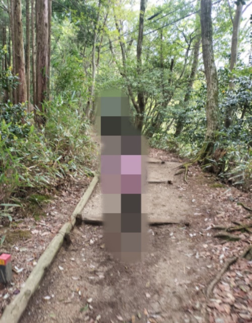 金剛山　初心者　千早本道