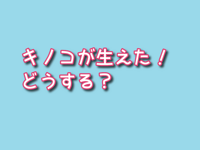 mushroom 生えた